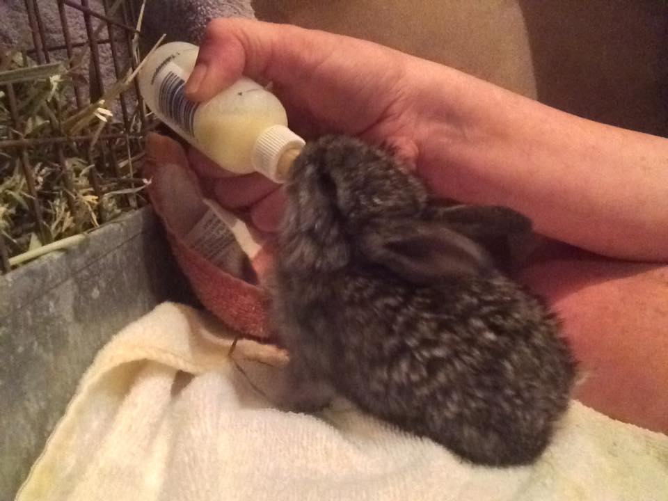 feeding newborn bunnies