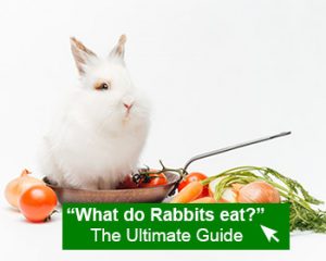 What Do Rabbits Eat? The Ultimate Guide - RabbitPedia.com